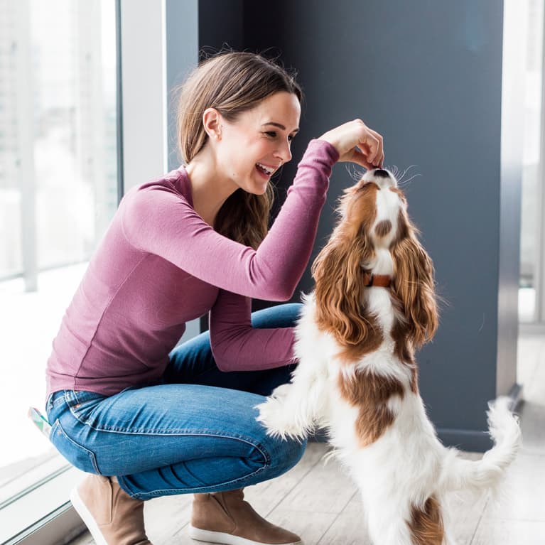 I'm A Dietitian — Here's Exactly What I Feed My Dog In A Day