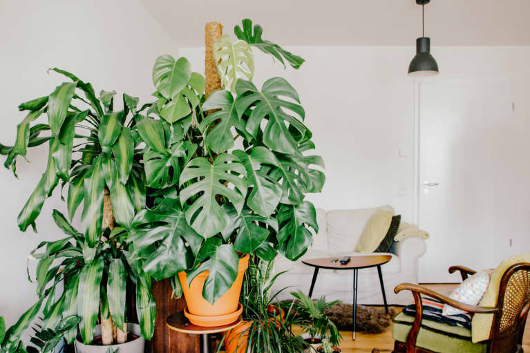 Your Ultimate Guide To Monsteras: The Golden Child Of The Houseplant World