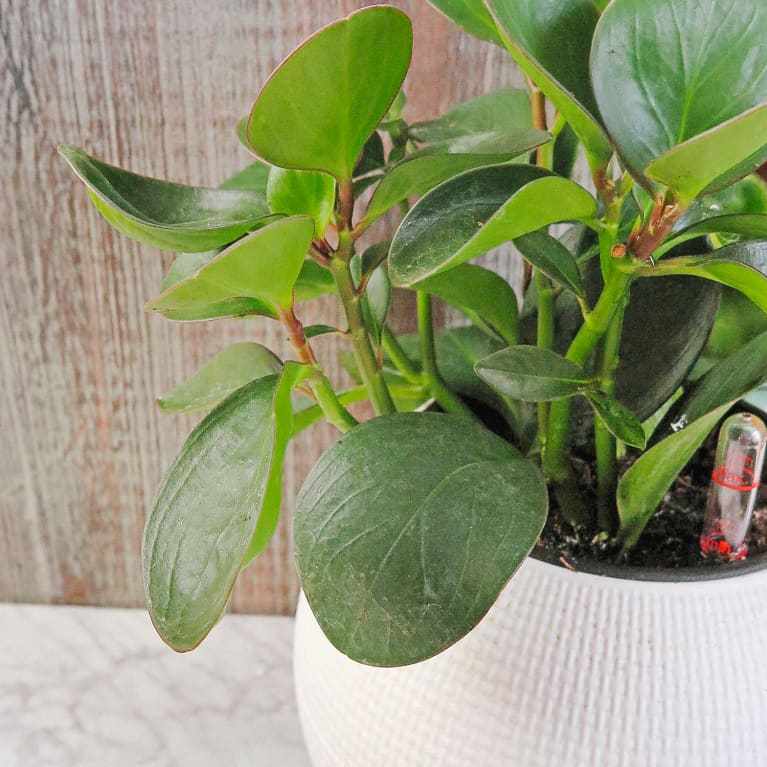 Want More Houseplants? Here's An Easy Way To Clone Your Favorites
