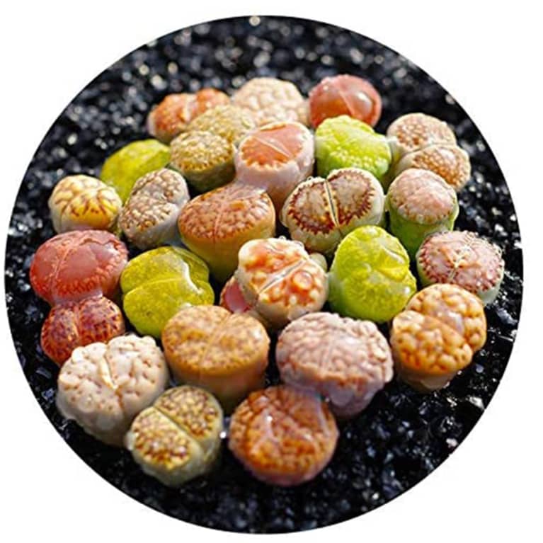 small, colorful lithops plants clustered on gravel small, colorful lithops plants clustered on gravel