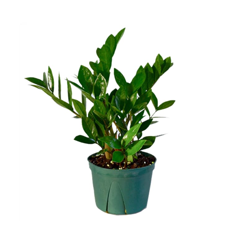 zz plant in plastic green container