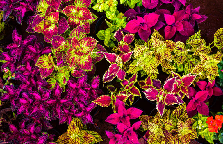 Time To Plan Your 2022 Garden — And This Vivid Plant Deserves A Spot