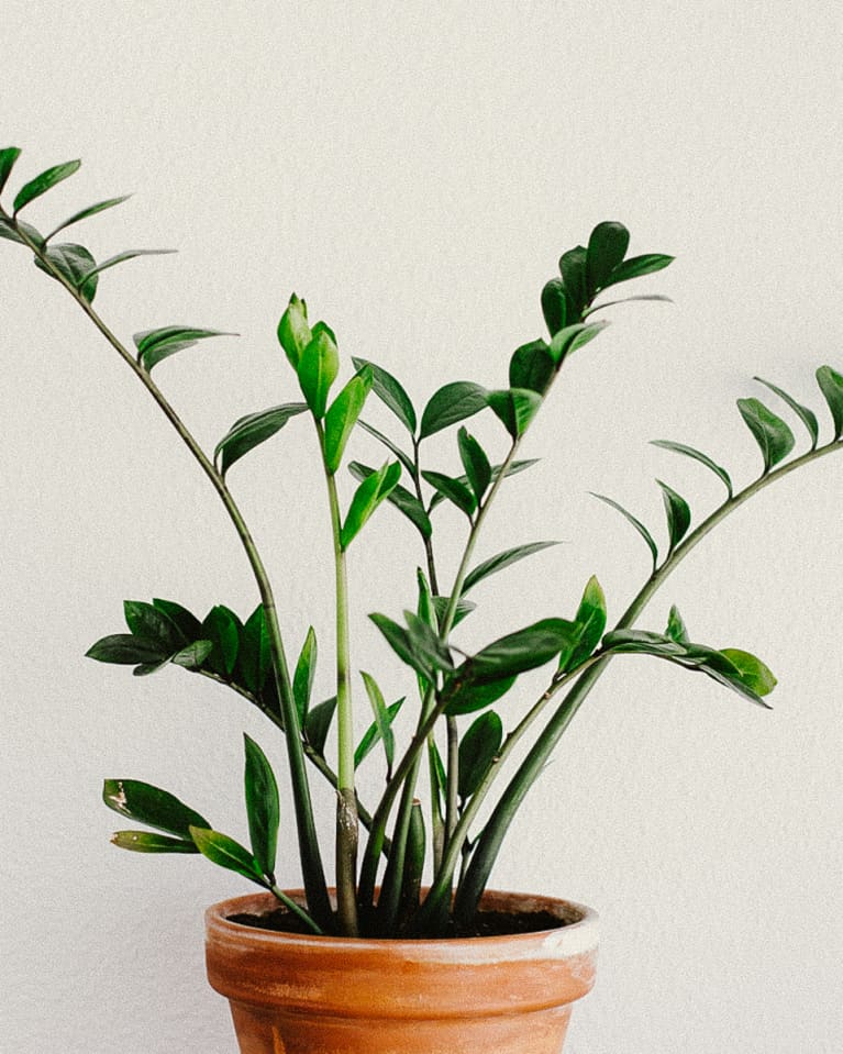 Zamioculcas Zamiifolia Zamioculcas Zamiifolia