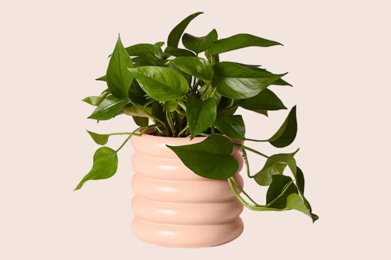 Plants Plants