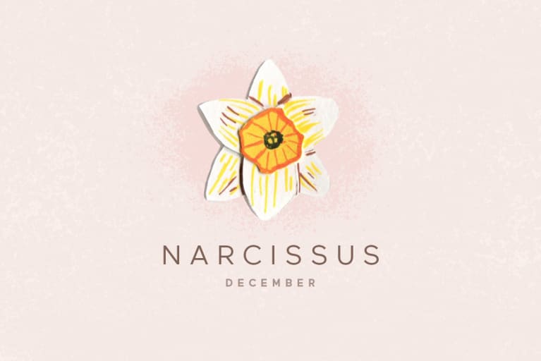 narcissus flower illustration narcissus flower illustration
