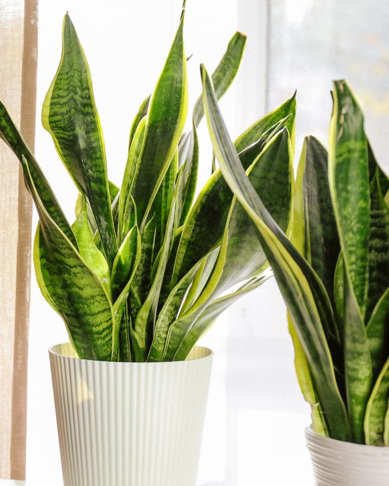 Snake Plant Snake Plant