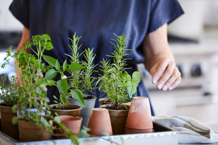How To Herb Garden Indoors Outdoors, Herb Garden Tips Beginners