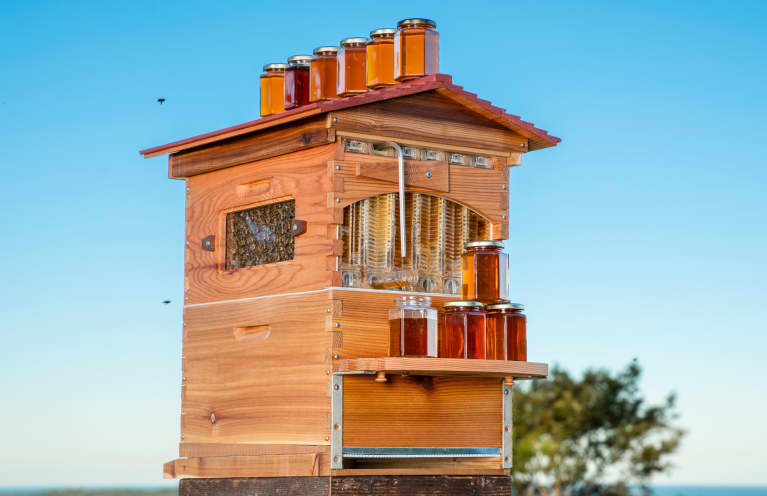 This Backyard Beehive Makes Harvesting Your Own Honey 10X Easier
