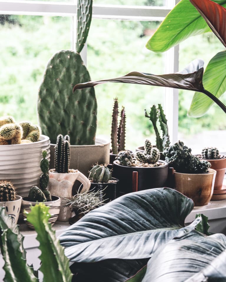 Why You Should Be "Grouping" Your Houseplants, According To A Plant Stylist