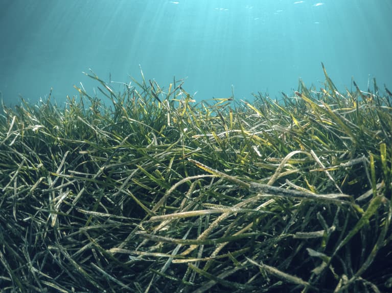 Fun Fact: Beyond Being Delicious, Seaweed Can Help Us Fight Climate Change Fun Fact: Beyond Being Delicious, Seaweed Can Help Us Fight Climate Change