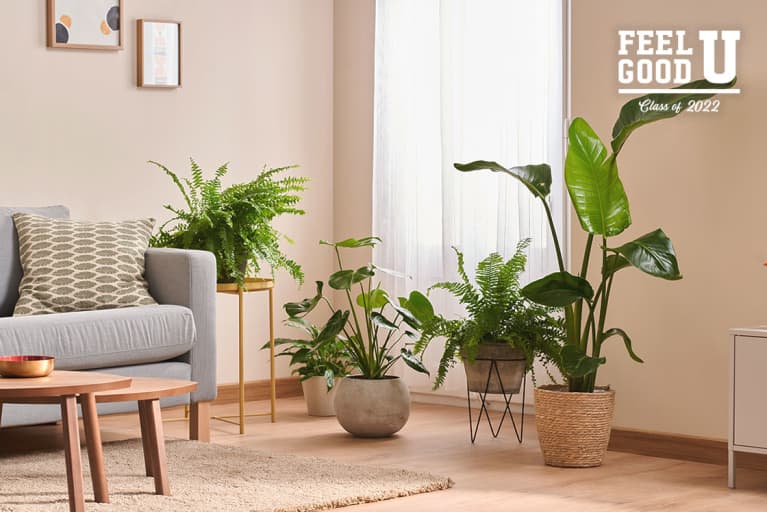 clean, neutral living room with plants in front of the window