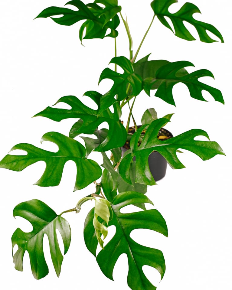 Rhaphidophora Tetrasperma Rhaphidophora Tetrasperma