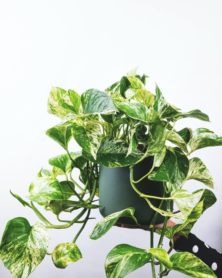 4 Reasons Your Pothos Leaves Are Turning Yellow & What To Do