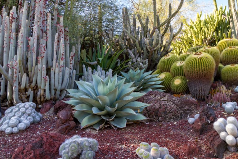 Gorgeous desert cactus garden with multiple cactus species