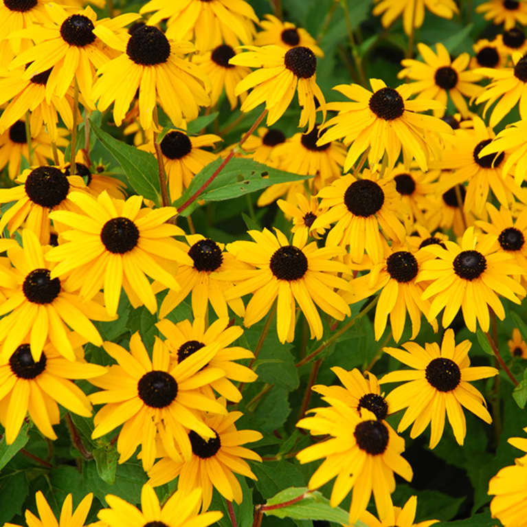 yellow daisies in field