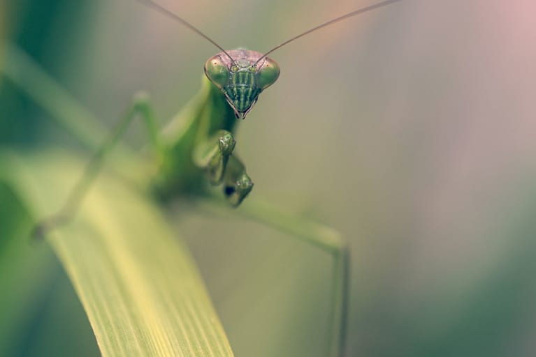 Praying Mantis Symbolism 5 Spiritual Meanings & Messages