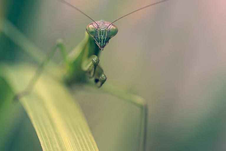 What It Really Means If You Keep Seeing Praying Mantises Everywhere