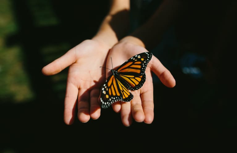 The Spiritual Symbolism Of The Butterfly & What To Do When You See One