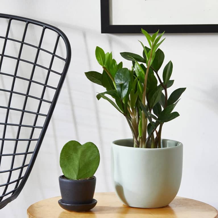 zz plant and small heart succulent on a wooden living room table zz plant and small heart succulent on a wooden living room table
