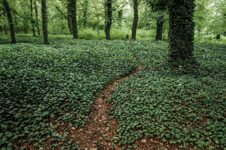 forest floor covered in greenery