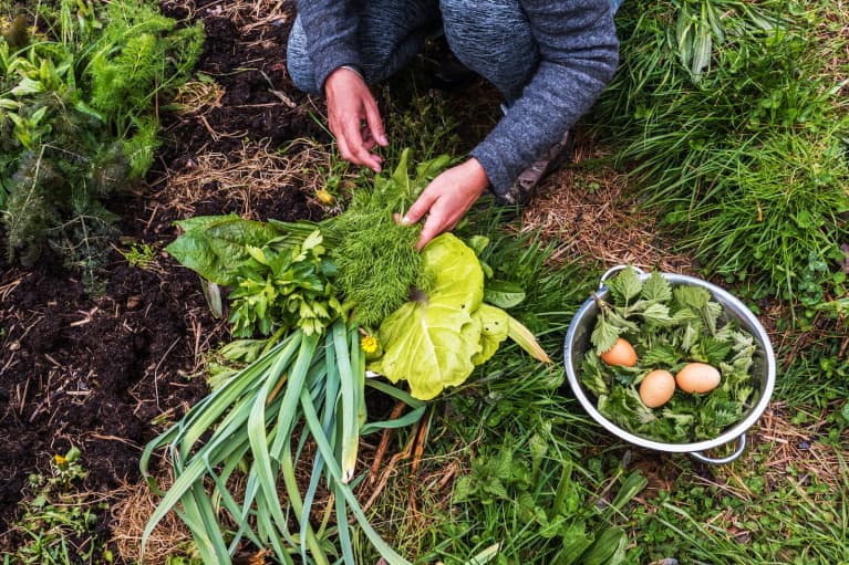 person in grass harvesting eggs and vegetables fro the garden