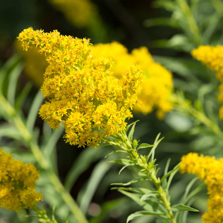  yellow goldenrod flowers in field