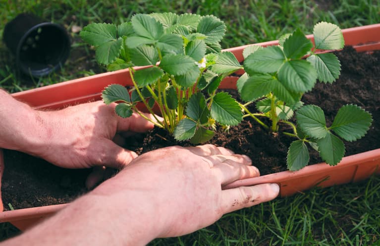 How To Help Your Houseplants Water Themselves While You're On Vacation How To Help Your Houseplants Water Themselves While You're On Vacation