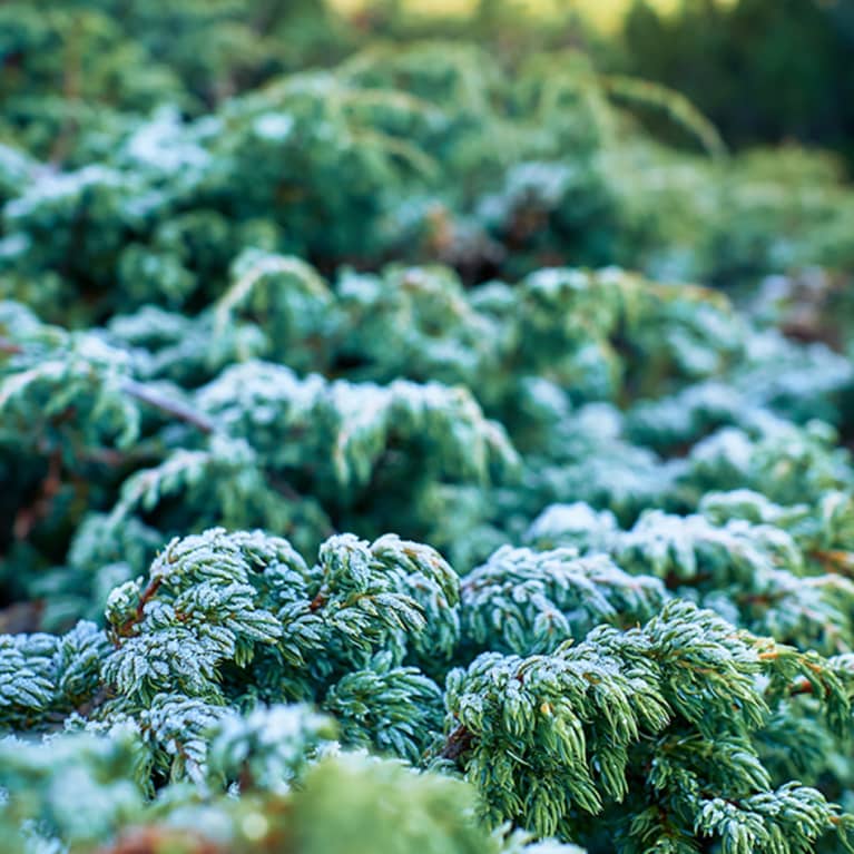 juniper branches in winter