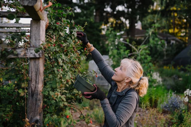 Healthy, Vibrant Mature Woman Picking Tayberries In The Garden