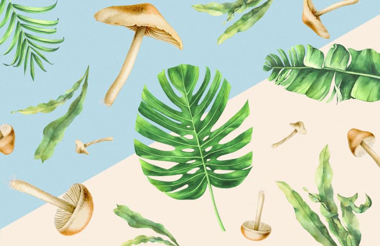 蘑菇，棕榈叶和海藻可能会解决我们的塑料包装问题