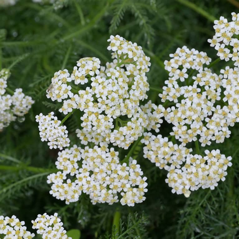 yarrow in field