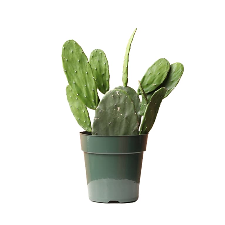 Green prickly pear cactus in green container