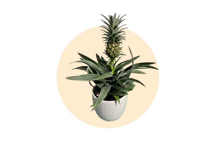pineapple plant on peach colored background