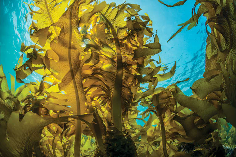 seasweed underwater