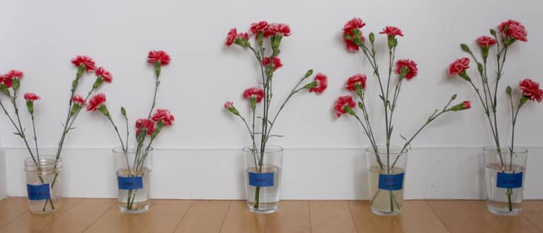 five flower vases in a row five flower vases in a row