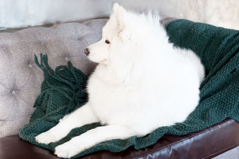 My Dog's Fur Was Everywhere — Until I Found This (A Must-Have For Pet Owners)