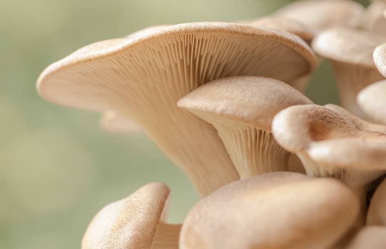 8 Mushroom Grow Kits That Make It Easy To Forage Your Own Kitchen