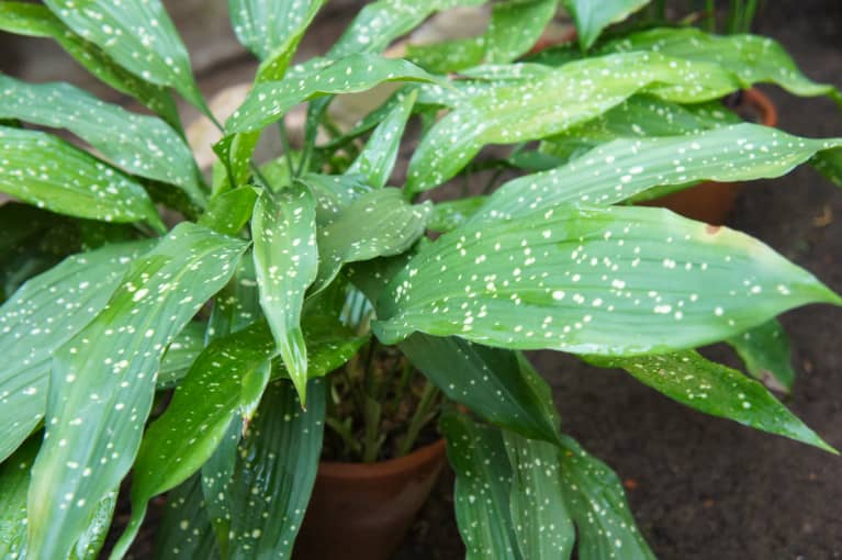 This Low-Light Houseplant Is Nearly Impossible To Kill (Nope, Not A Snake Plant)