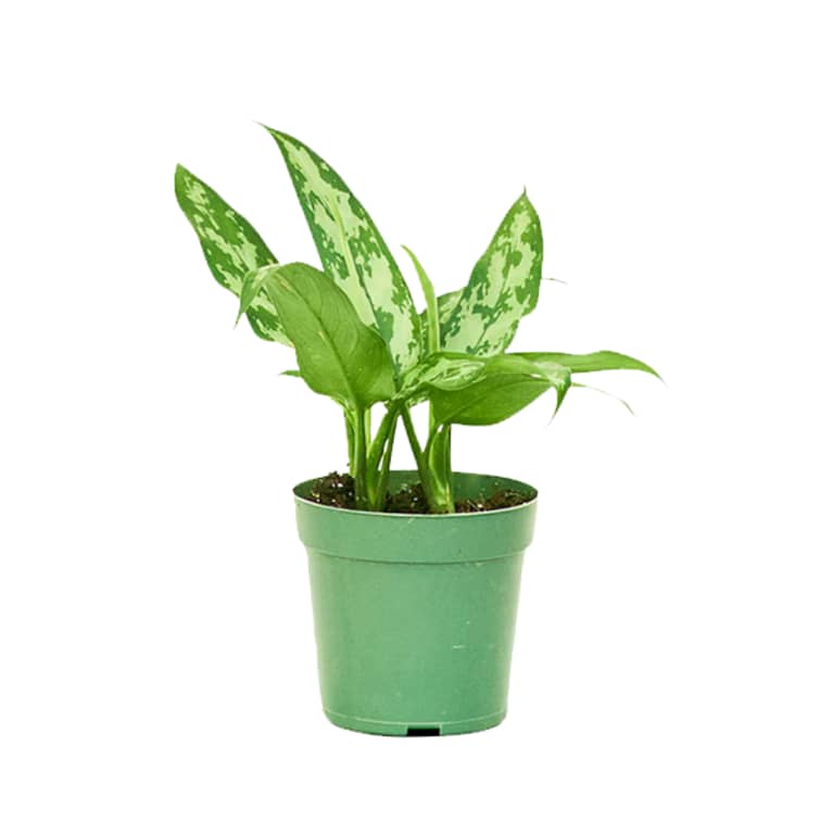 Chinese Evergreen plant in green container