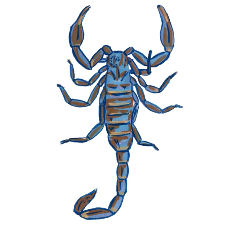 scorpio scorpion illustration