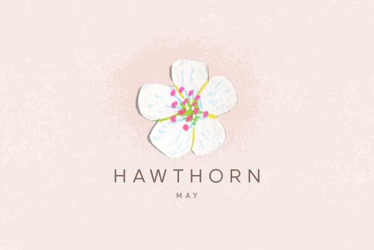 hawthorn flower illustration