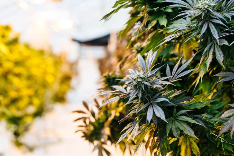 What's The Real Difference Between CBD & THC? Here Are All Your Cannabinoid Questions, Answered