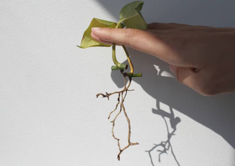 pothos roots growing