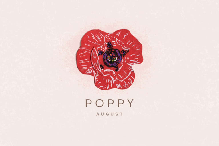 poppy flower illustration