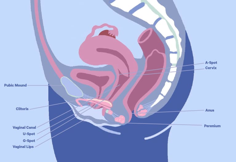 A diagram of the vaginal anatomy and internal reproductive system.