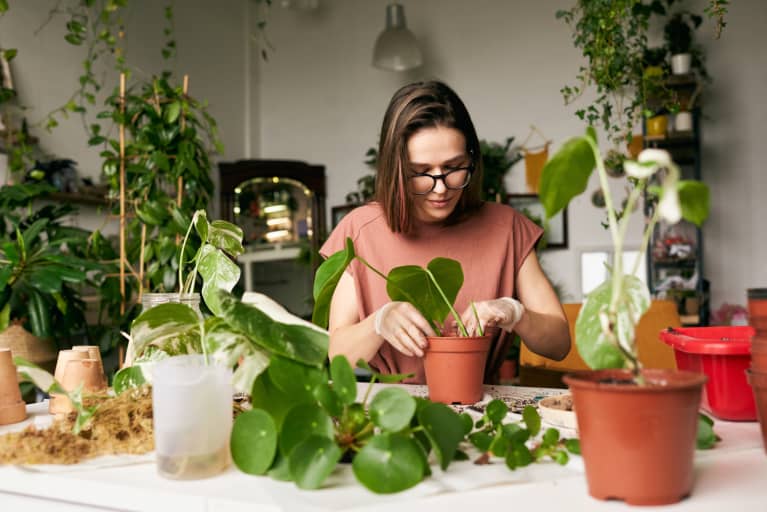Find Bugs On Your Houseplants? Don't Freak Out — Do This Instead