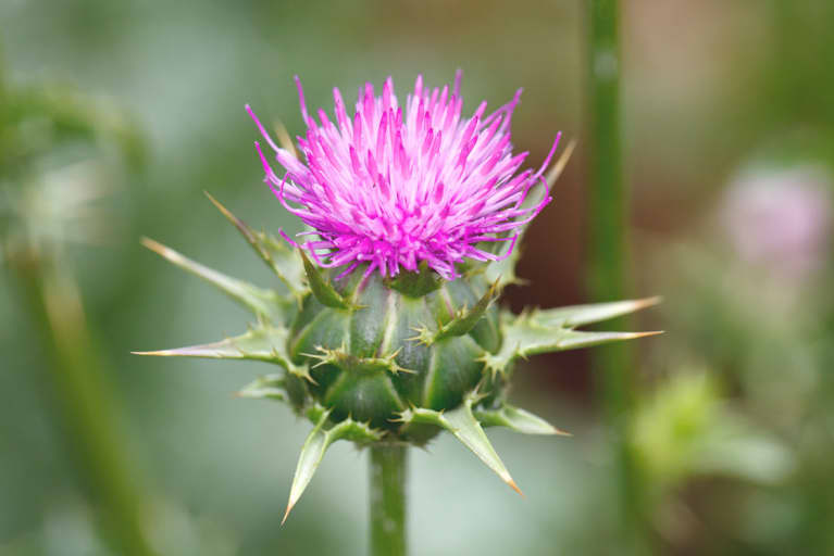 6 Benefits Of Milk Thistle: Liver Function, Brain Health + More*