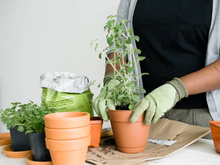 When & How To Repot Your Houseplants An InDepth Guide