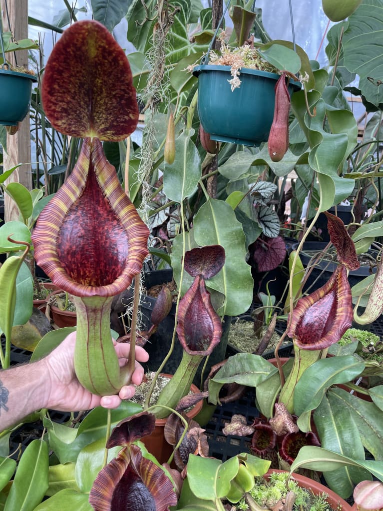 Nepenthes lowii x Truncata  ‘Giant’  in greenhouse