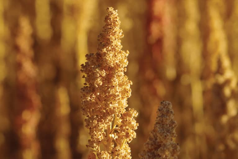 Quinoa Oil Is Changing How We're Thinking About Body Care & Beauty. Here's Why